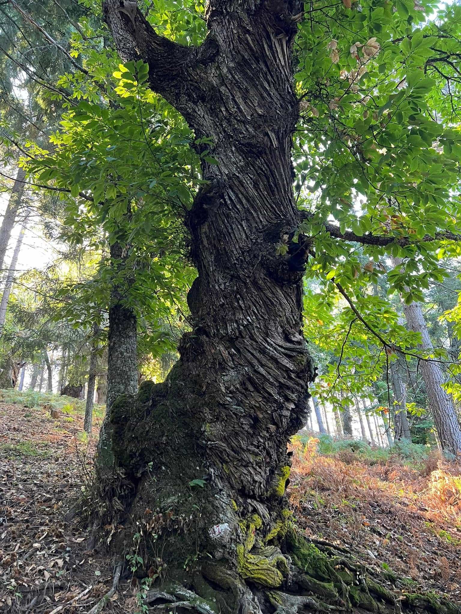 Castagni Giganti cozzo del pesco Co Ro 1 - Sopra l'albero, il pane. La ricchezza della castanicoltura calabrese - 7 Castagni Giganti cozzo del pesco Co Ro 1 - Meraviglie di Calabria - 6