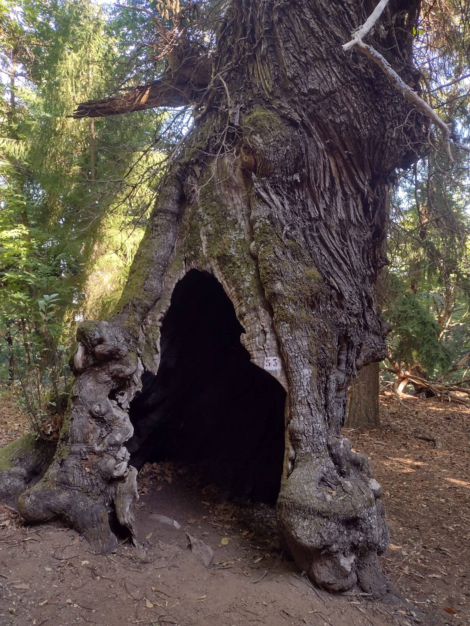 Castagni Giganti cozzo del pesco Co Ro 3 - Sopra l'albero, il pane. La ricchezza della castanicoltura calabrese - 9 Castagni Giganti cozzo del pesco Co Ro 3 - Meraviglie di Calabria - 8