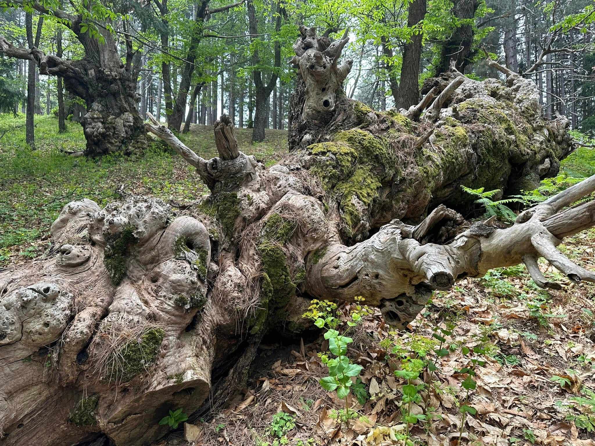 Castagni Giganti cozzo del pesco Co Ro 6 - Sopra l'albero, il pane. La ricchezza della castanicoltura calabrese - 5 Castagni Giganti cozzo del pesco Co Ro 6 - Meraviglie di Calabria - 4