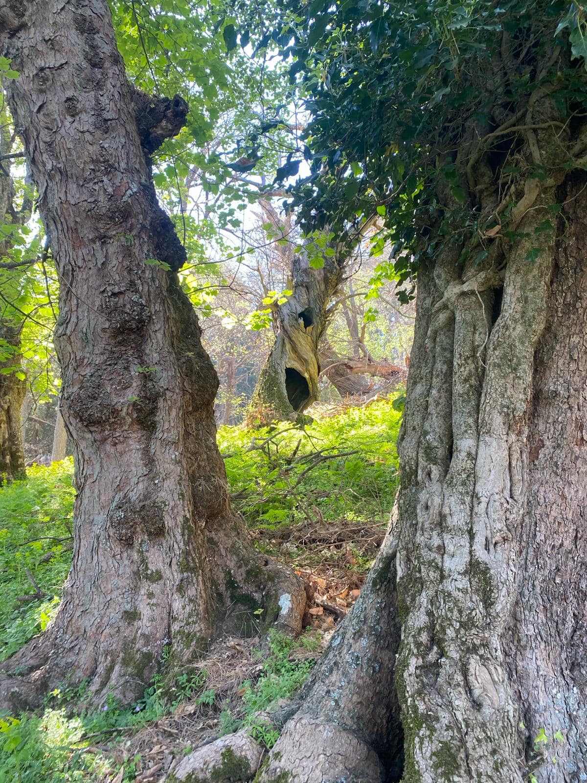 Castagni Giganti cozzo del pesco Co Ro 7 - Sopra l'albero, il pane. La ricchezza della castanicoltura calabrese - 11 Castagni Giganti cozzo del pesco Co Ro 7 - Meraviglie di Calabria - 10