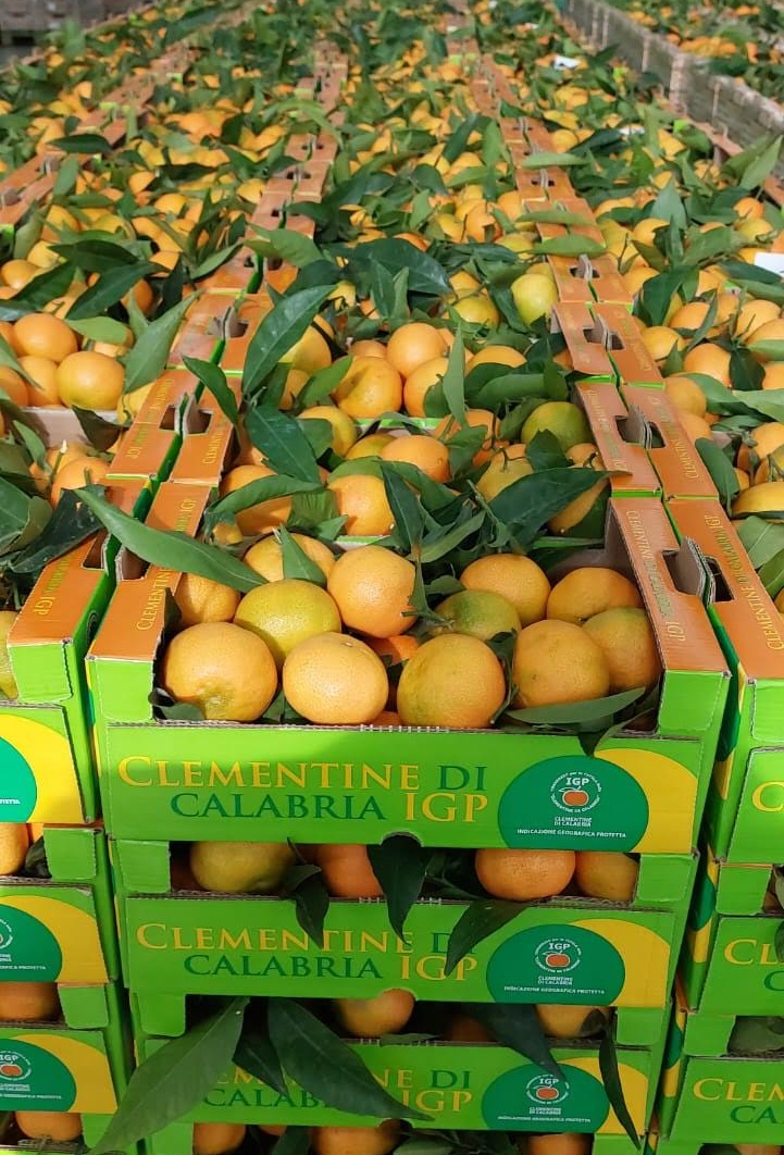 Clementine consorzio 1 - Le Clementine IGP, dalla Calabria una produzione da record - 5 Clementine consorzio 1 - Meraviglie di Calabria - 4