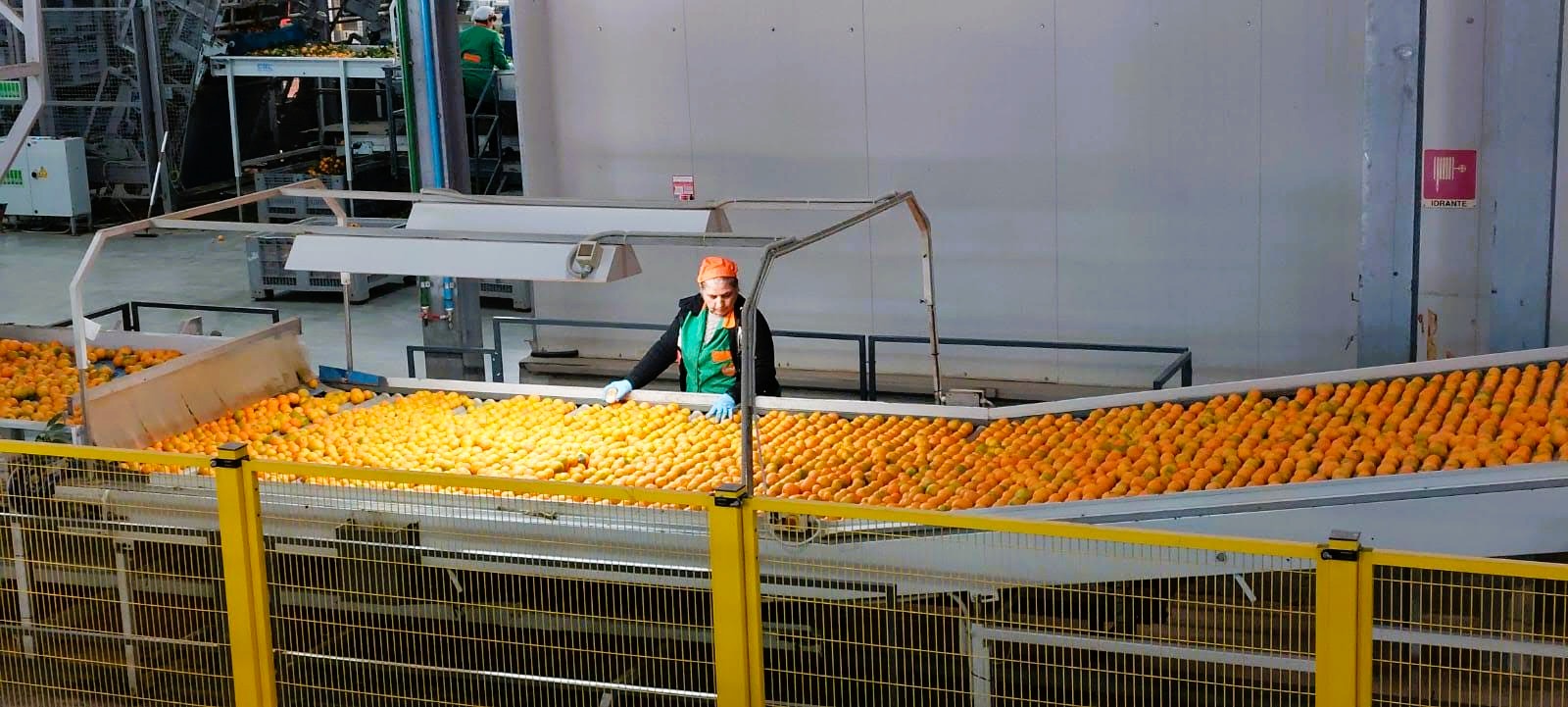 Clementine consorzio - Le Clementine IGP, dalla Calabria una produzione da record - 3 Clementine consorzio - Meraviglie di Calabria - 2