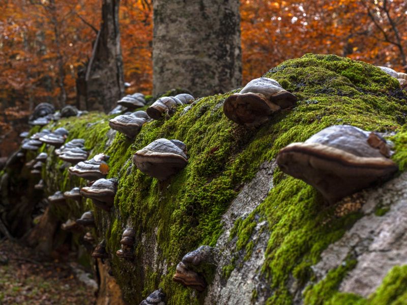 Faggeta Vetusta di Cozzo Ferriero ph Pierluigi Rottura - Pollino, gli studi sulle Foreste vetuste come archivi viventi di biodiversità - 7 Faggeta Vetusta di Cozzo Ferriero ph Pierluigi Rottura - Meraviglie di Calabria - 6