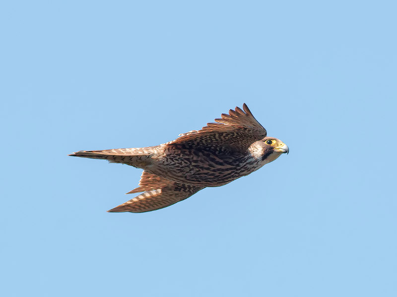 Falco pellegrino - “Gli Amici Animali”, su Rai 3 la fauna del Geoparco dell'Aspromonte - 3 Falco pellegrino - Meraviglie di Calabria - 2