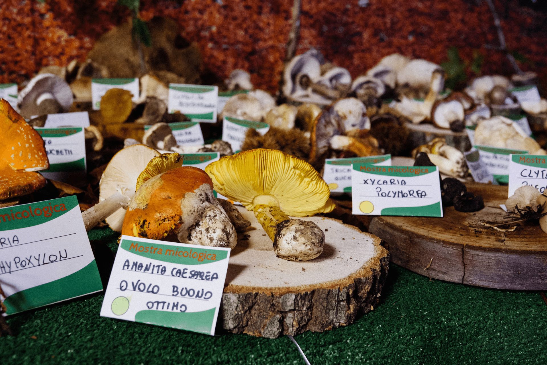 Funghi 1 - A caccia di tartufo sul Pollino, con Catasta un fine settimana di scoperte - 11 Funghi 1 - Meraviglie di Calabria - 10