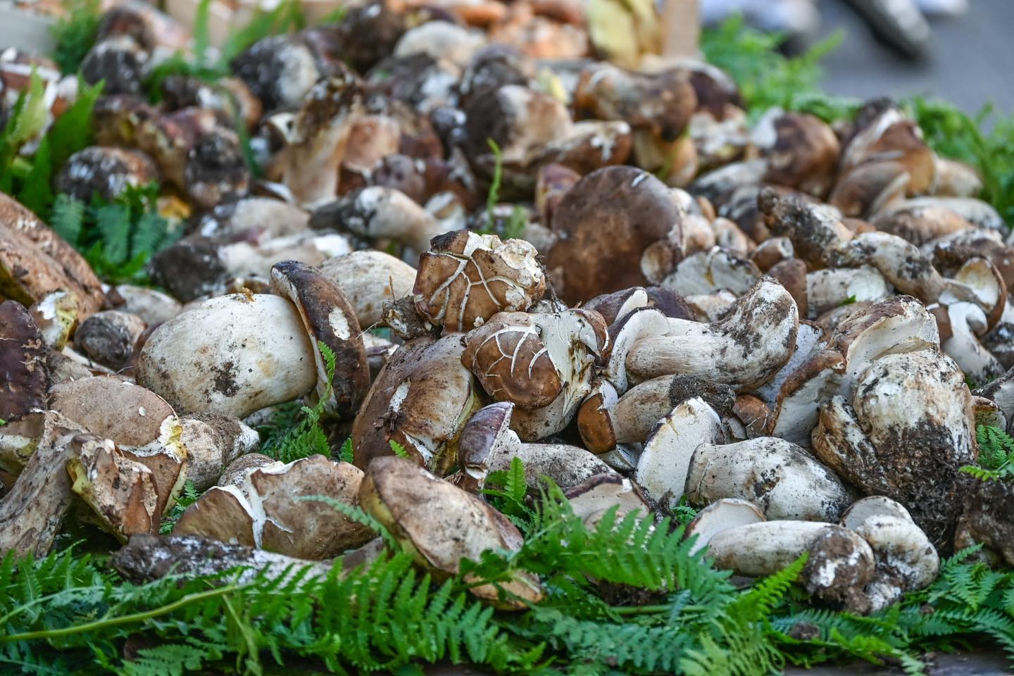 Funghi Sila 2 - Sapori e colori d’autunno alla Sagra del Fungo di Camigliatello Silano - 5 Funghi Sila 2 - Meraviglie di Calabria - 4