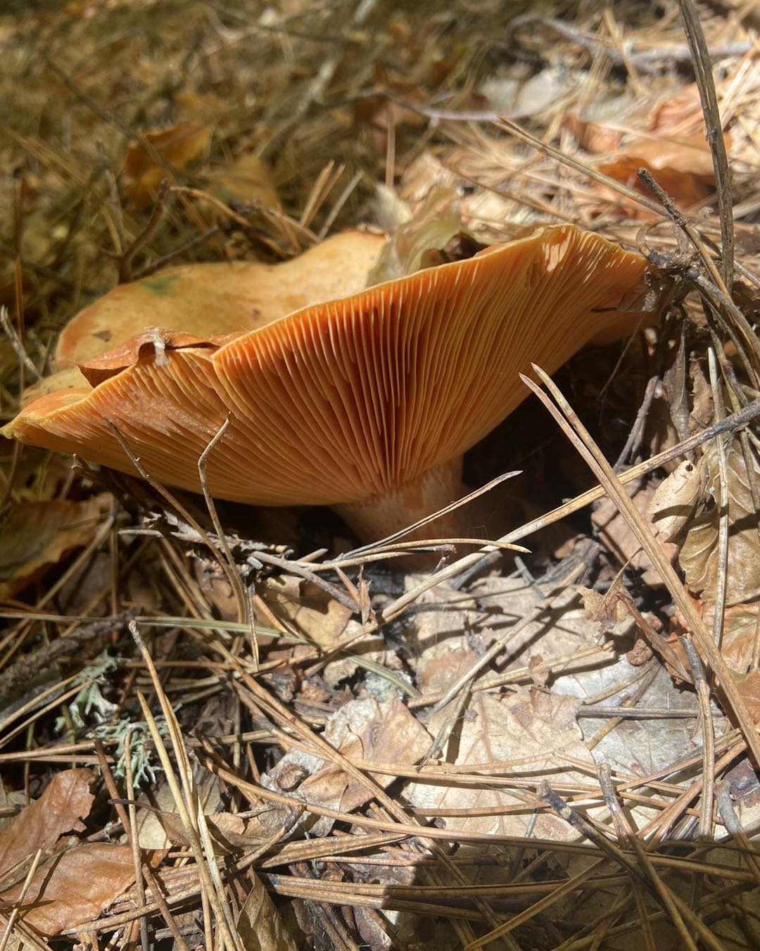 Funghi Sila 3 - Sapori e colori d’autunno alla Sagra del Fungo di Camigliatello Silano - 9 Funghi Sila 3 - Meraviglie di Calabria - 8