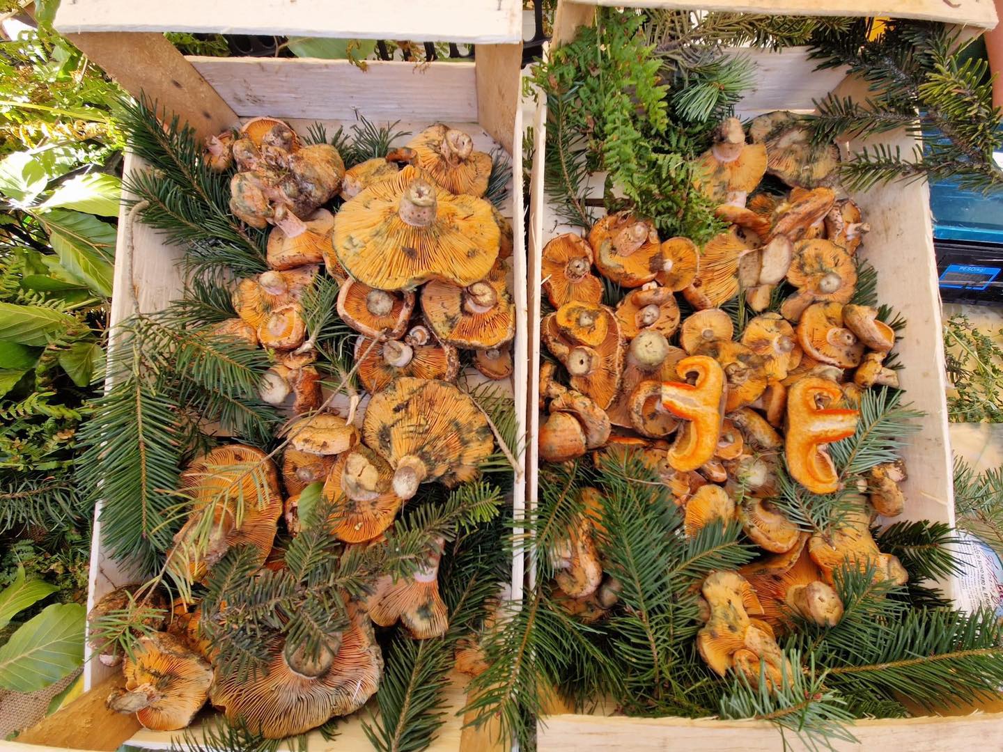 Funghi Sila 4 - Sapori e colori d’autunno alla Sagra del Fungo di Camigliatello Silano - 3 Funghi Sila 4 - Meraviglie di Calabria - 2