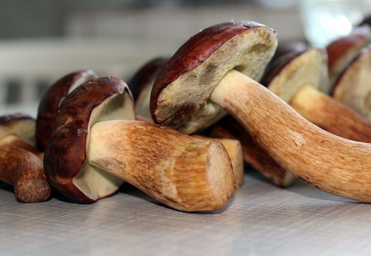 Funghi porcini 2 - Micologi da tutta Italia nel Parco delle Serre per il Comitato dell’AMB - 15 Funghi porcini 2 - Meraviglie di Calabria - 14
