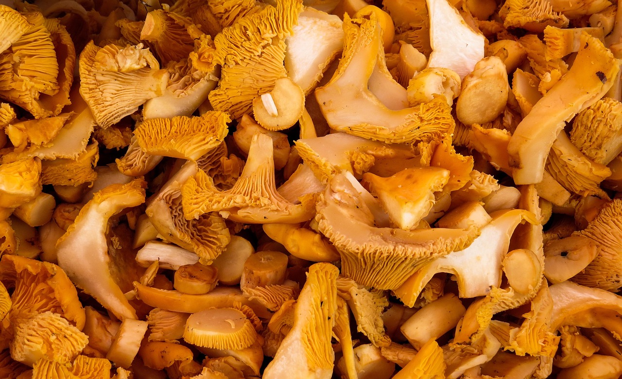 Funghi - Micologi da tutta Italia nel Parco delle Serre per il Comitato dell’AMB - 13 Funghi - Meraviglie di Calabria - 12