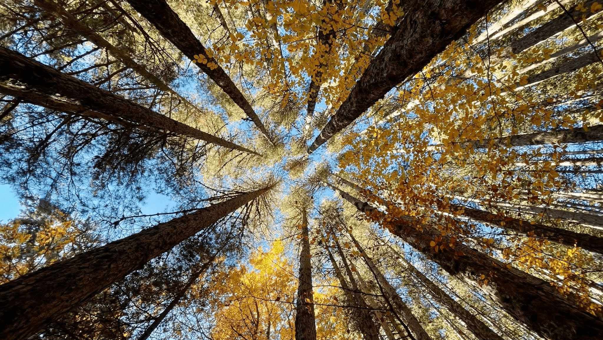 Giganti della sila - Foliage in Calabria, l'oro d’autunno tra i boschi dei Parchi naturali - 21 Giganti della sila - Meraviglie di Calabria - 20