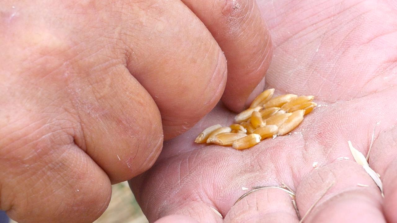 Grano Slow grains - Cereali e pane del futuro, a Reggio il grande evento di Slow Grains - 5 Grano Slow grains - Meraviglie di Calabria - 4