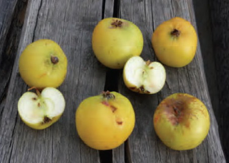 Mela I Xjarvu 1 - Frutti d’autunno, la ricchezza delle antiche cultivar di mele calabresi - 21 Mela I Xjarvu 1 - Meraviglie di Calabria - 20