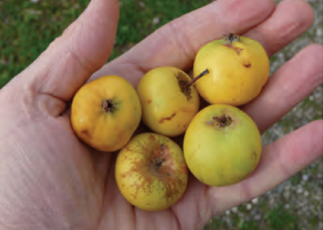 Mela I Xjarvu - Frutti d’autunno, la ricchezza delle antiche cultivar di mele calabresi - 23 Mela I Xjarvu - Meraviglie di Calabria - 22