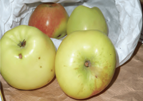 Mela agostina - Frutti d’autunno, la ricchezza delle antiche cultivar di mele calabresi - 13 Mela agostina - Meraviglie di Calabria - 12