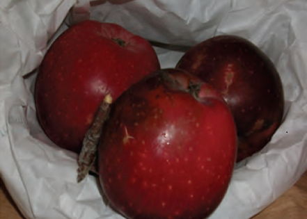 Mela fragolina - Frutti d’autunno, la ricchezza delle antiche cultivar di mele calabresi - 15 Mela fragolina - Meraviglie di Calabria - 14