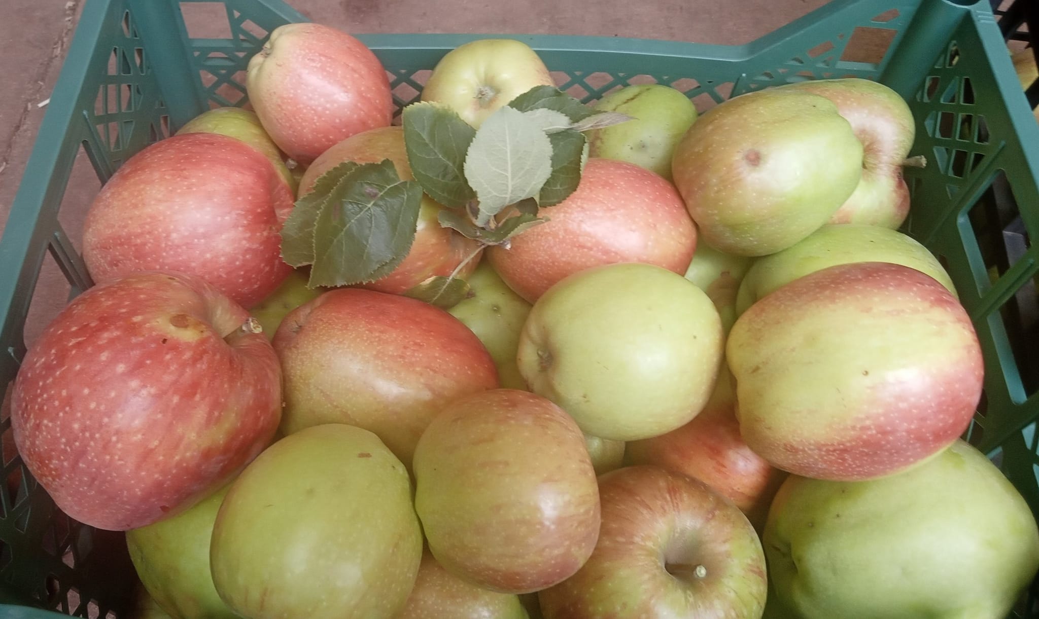 Mele sila 2 - Frutti d’autunno, la ricchezza delle antiche cultivar di mele calabresi - 5 Mele sila 2 - Meraviglie di Calabria - 4
