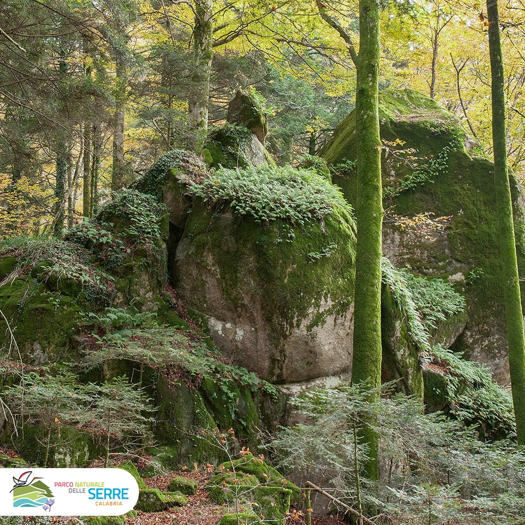 Parco Serre 6 - Micologi da tutta Italia nel Parco delle Serre per il Comitato dell’AMB - 25 Parco Serre 6 - Meraviglie di Calabria - 24