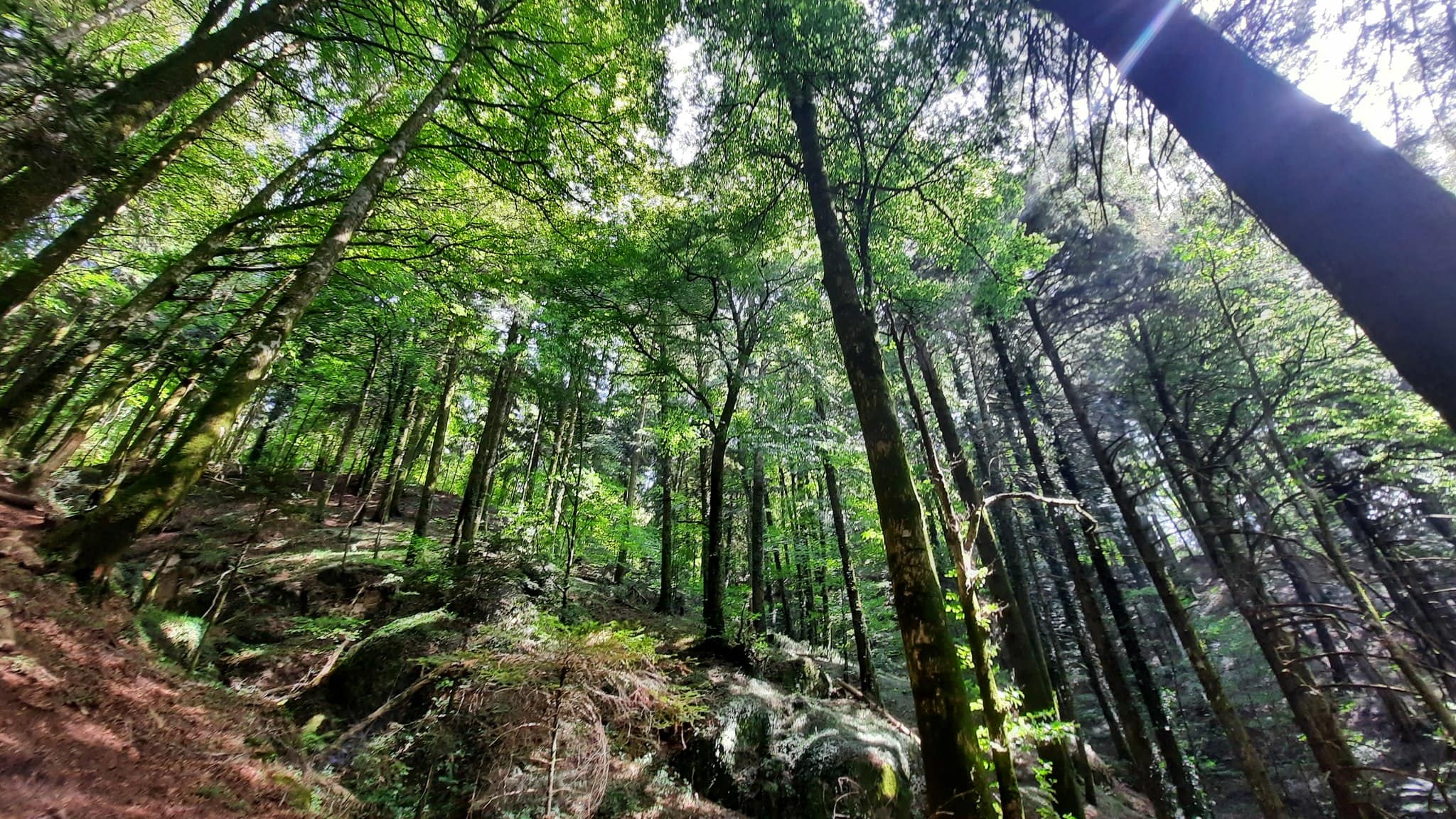 Parco Serre bosco Archiforo ph Ciclovia dei Parchi 1 - Sul magazine di Trenitalia i Parchi calabresi tra le mete di primavera - 19 Parco Serre bosco Archiforo ph Ciclovia dei Parchi 1 - Meraviglie di Calabria - 18