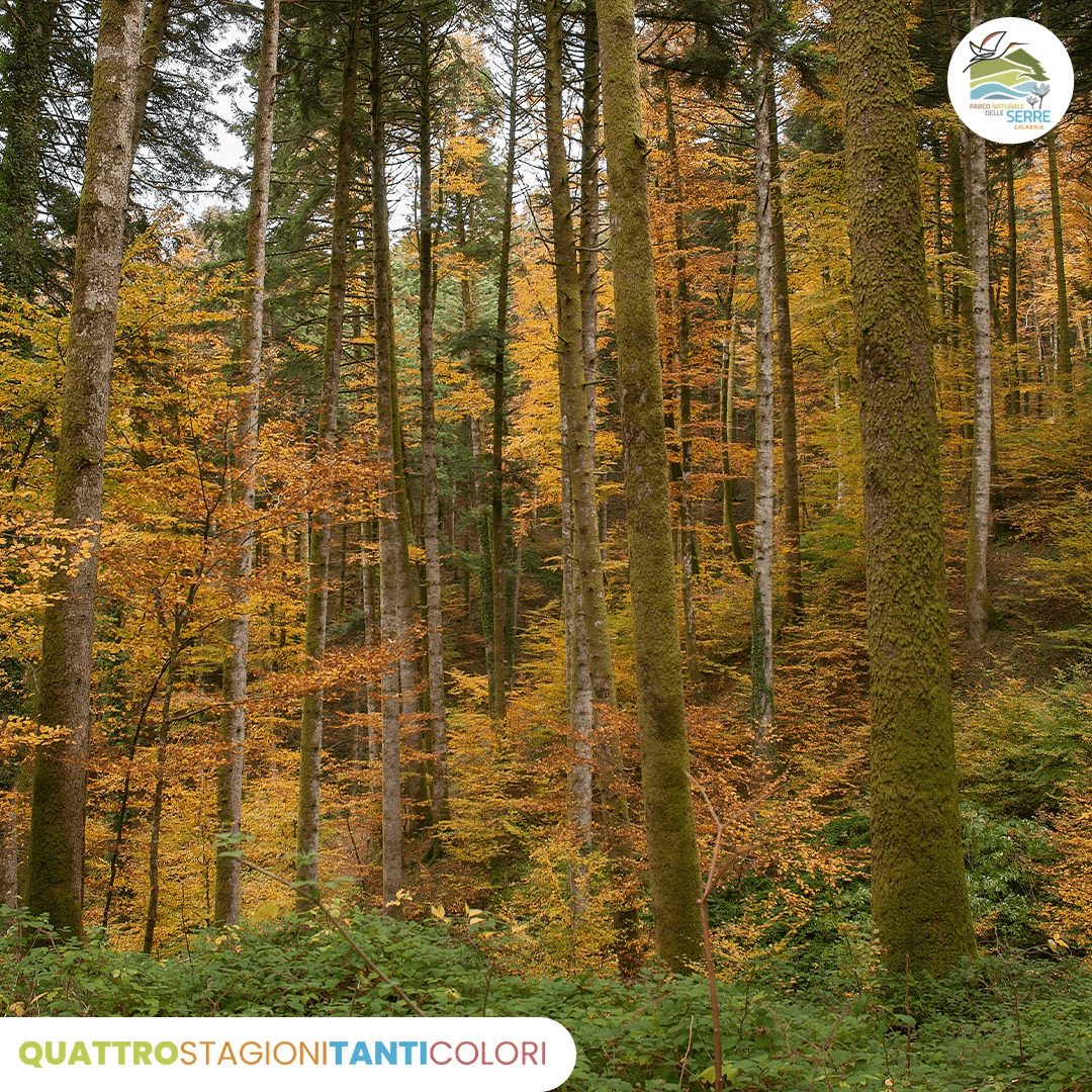 Parco Serre bosco archiforo - Micologi da tutta Italia nel Parco delle Serre per il Comitato dell’AMB - 19 Parco Serre bosco archiforo - Meraviglie di Calabria - 18
