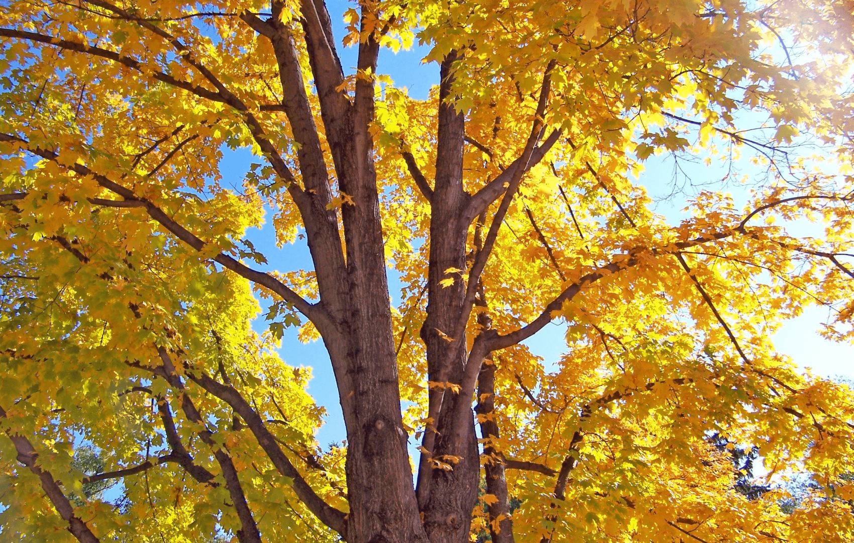 Parco Serre foliage - Foliage in Calabria, l'oro d’autunno tra i boschi dei Parchi naturali - 33 Parco Serre foliage - Meraviglie di Calabria - 32