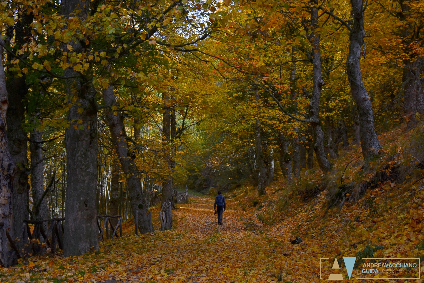 Pollino Acerete Monte Sparviere ph Andrea Vacchiano Guida 4 - Foliage in Calabria, l'oro d’autunno tra i boschi dei Parchi naturali - 5 Pollino Acerete Monte Sparviere ph Andrea Vacchiano Guida 4 - Meraviglie di Calabria - 4