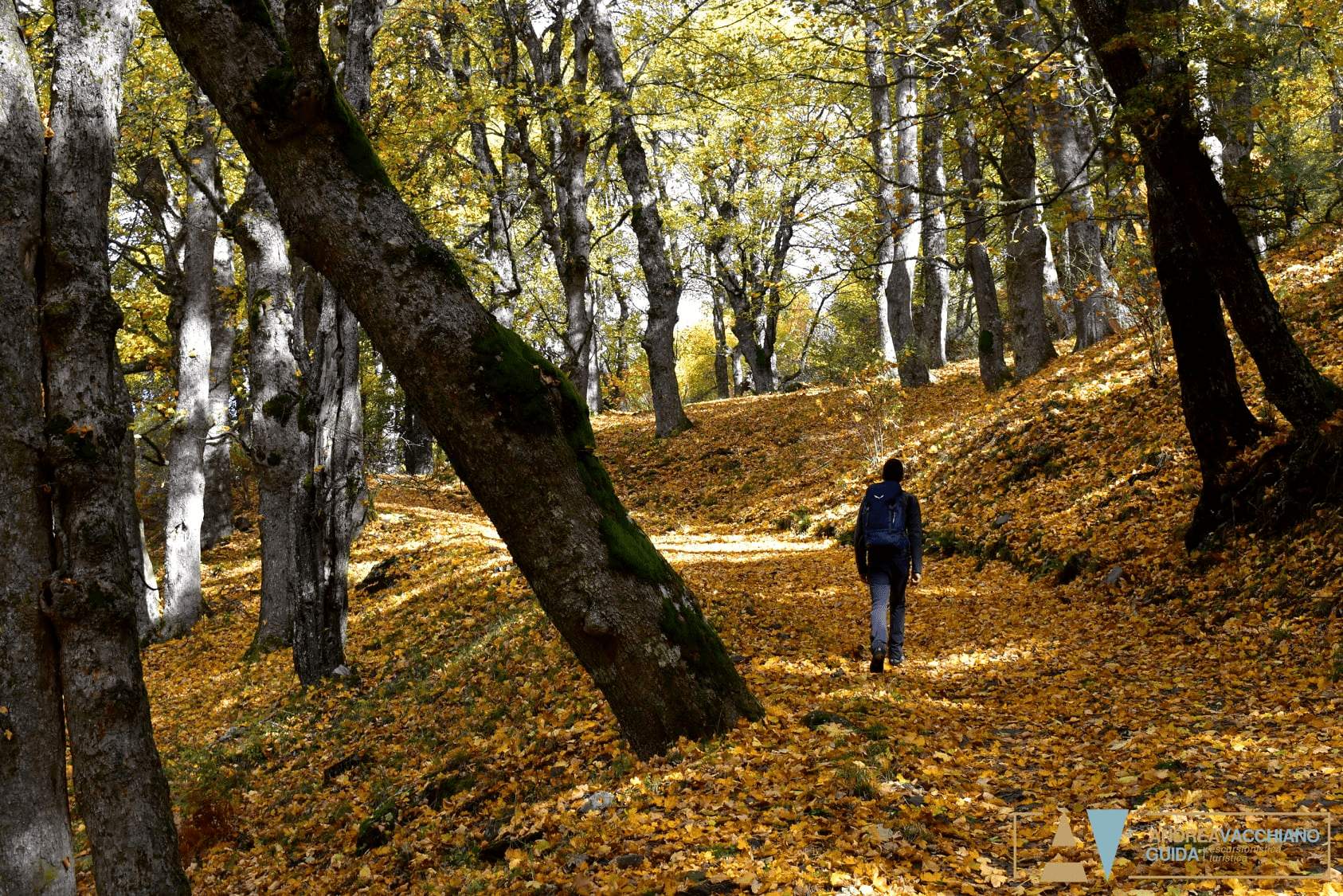 Pollino Acerete Monte Sparviere ph Andrea Vacchiano Guida 5 - Foliage in Calabria, l'oro d’autunno tra i boschi dei Parchi naturali - 3 Pollino Acerete Monte Sparviere ph Andrea Vacchiano Guida 5 - Meraviglie di Calabria - 2