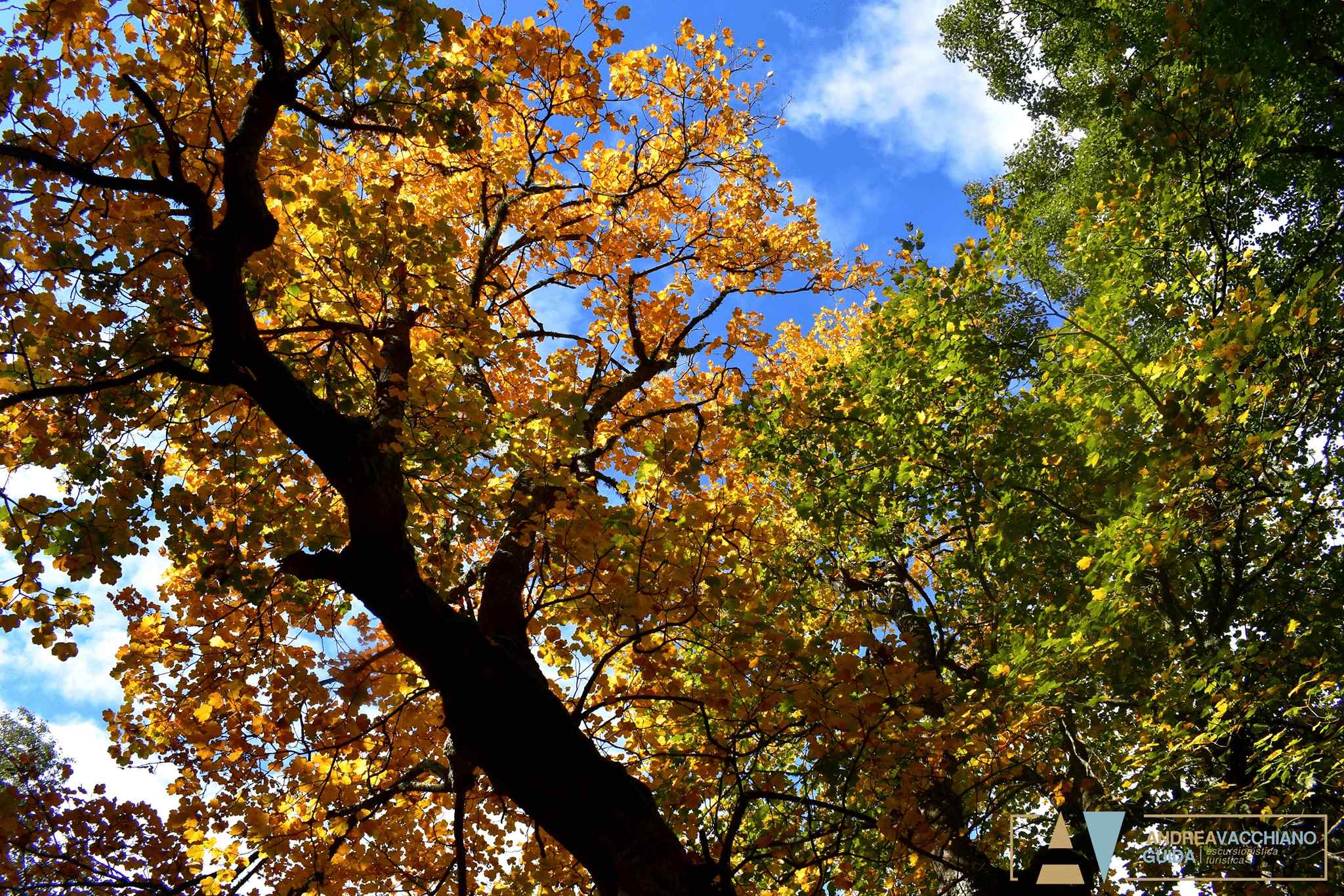Pollino Acerete Monte Sparviere ph Andrea Vacchiano Guida 6 - Foliage in Calabria, l'oro d’autunno tra i boschi dei Parchi naturali - 7 Pollino Acerete Monte Sparviere ph Andrea Vacchiano Guida 6 - Meraviglie di Calabria - 6