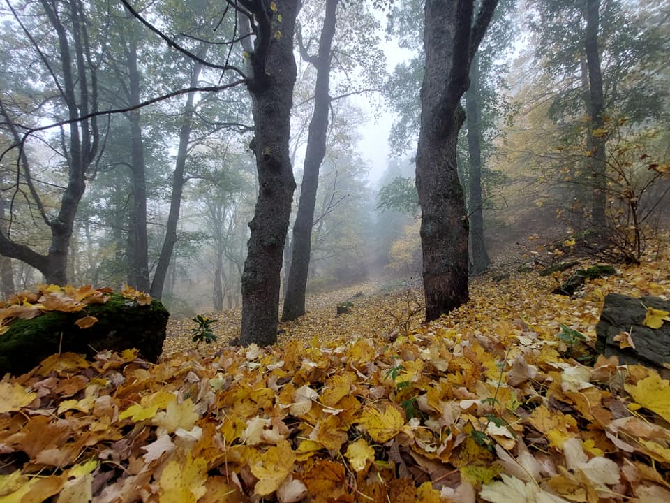 Pollino Acerete Monte Sparviere ph Francesco Sallorenzo 1 - Foliage in Calabria, l'oro d’autunno tra i boschi dei Parchi naturali - 11 Pollino Acerete Monte Sparviere ph Francesco Sallorenzo 1 - Meraviglie di Calabria - 10