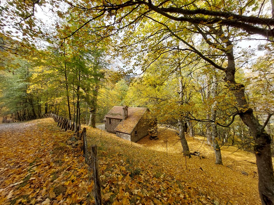 Pollino Acerete Monte Sparviere ph Francesco Sallorenzo 3 - Foliage in Calabria, l'oro d’autunno tra i boschi dei Parchi naturali - 9 Pollino Acerete Monte Sparviere ph Francesco Sallorenzo 3 - Meraviglie di Calabria - 8