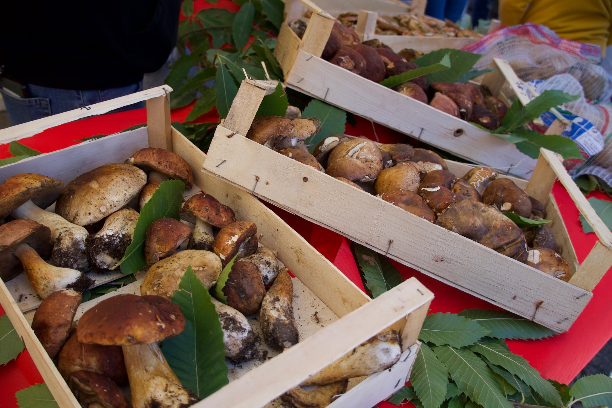 Sila camigliatello funghi 1 - Sagra del Fungo di Camigliatello Silano, parte domani la 56ª edizione - 7 Sila camigliatello funghi 1 - Meraviglie di Calabria - 6