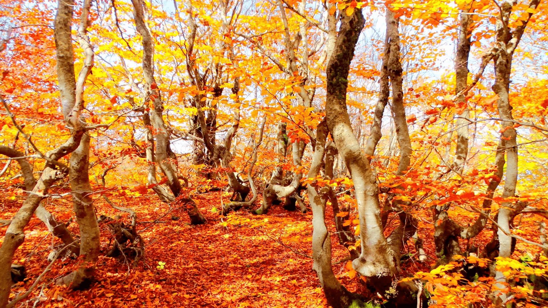 Sila foliage ph Salvatore Maida 1 - Foliage in Calabria, l'oro d’autunno tra i boschi dei Parchi naturali - 19 Sila foliage ph Salvatore Maida 1 - Meraviglie di Calabria - 18
