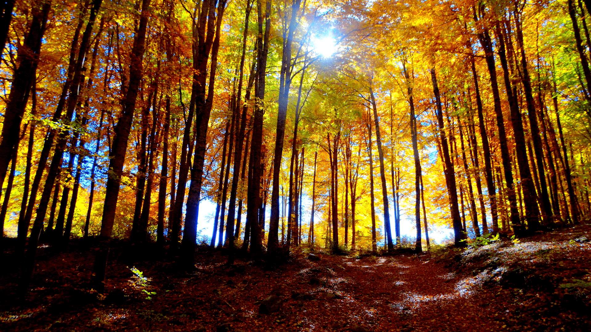 Sila foliage ph Salvatore Maida 12 - Foliage in Calabria, l'oro d’autunno tra i boschi dei Parchi naturali - 17 Sila foliage ph Salvatore Maida 12 - Meraviglie di Calabria - 16