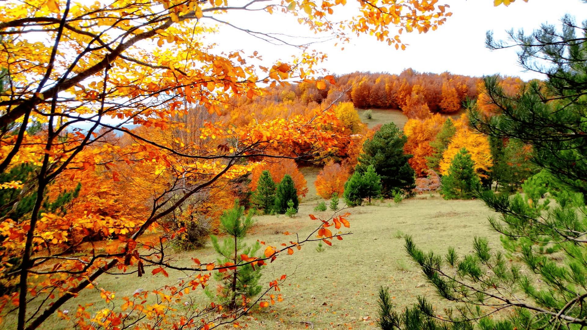 Sila foliage ph Salvatore Maida 8 - Foliage in Calabria, l'oro d’autunno tra i boschi dei Parchi naturali - 15 Sila foliage ph Salvatore Maida 8 - Meraviglie di Calabria - 14