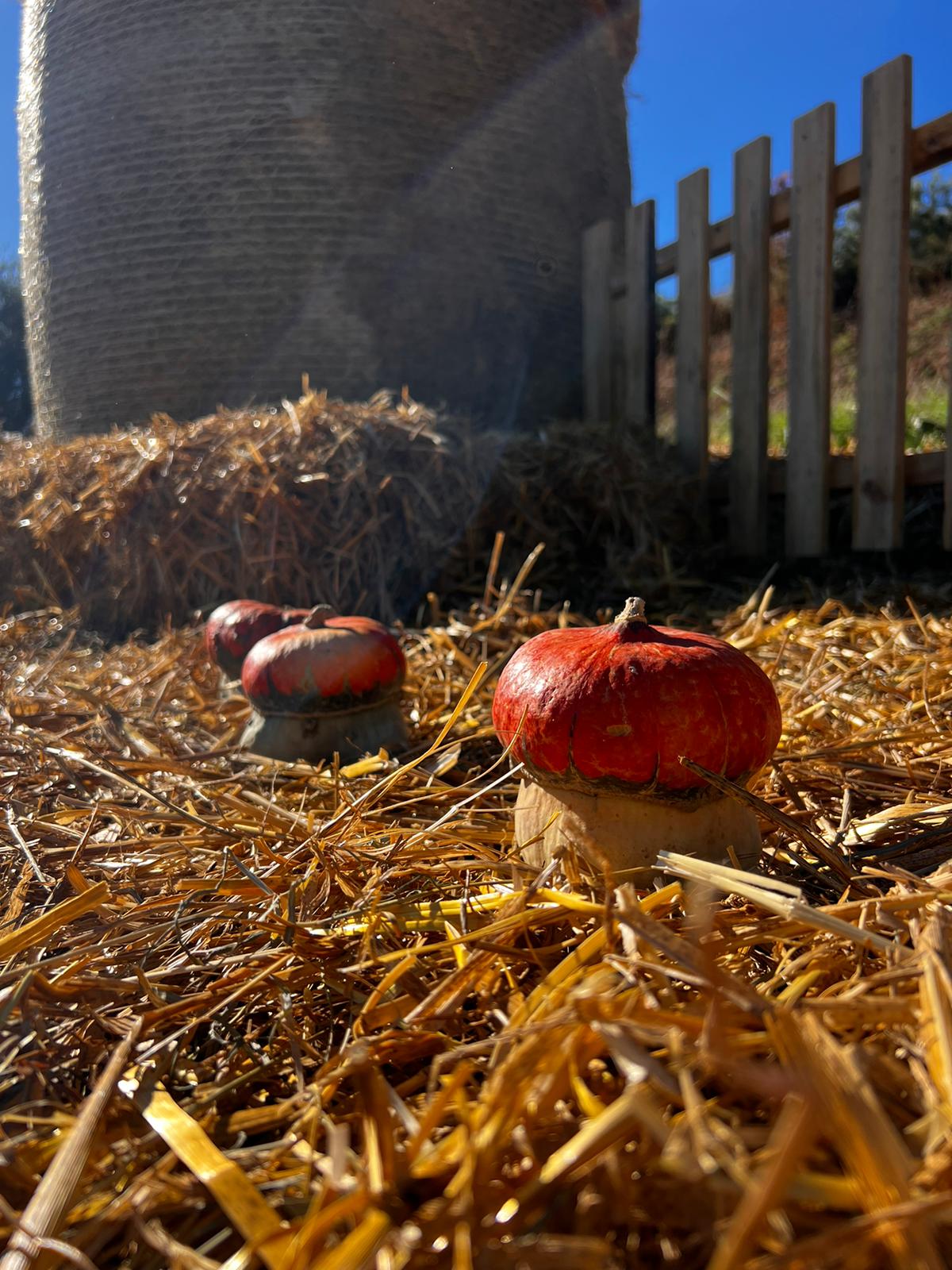 Valle delle zucche 3 - Il cuore (arancione) dell’autunno, la magia della Vallata delle Zucche - 21 Valle delle zucche 3 - Meraviglie di Calabria - 20