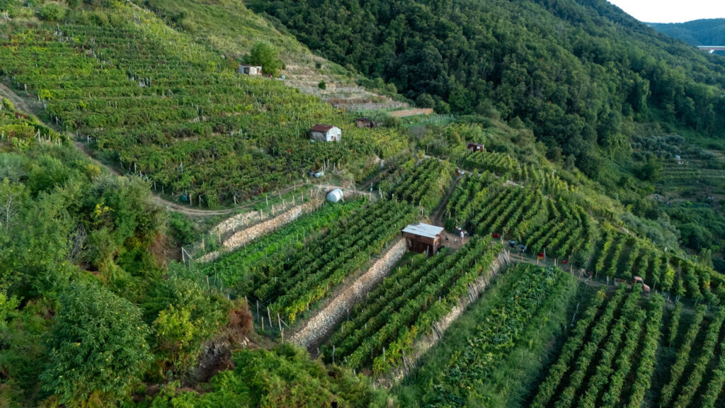 Vigneti altafiumara resort - Calabria Wine Expo 2025, a Villa il cuore delle cantine indipendenti - 5 Vigneti altafiumara resort - Meraviglie di Calabria - 4