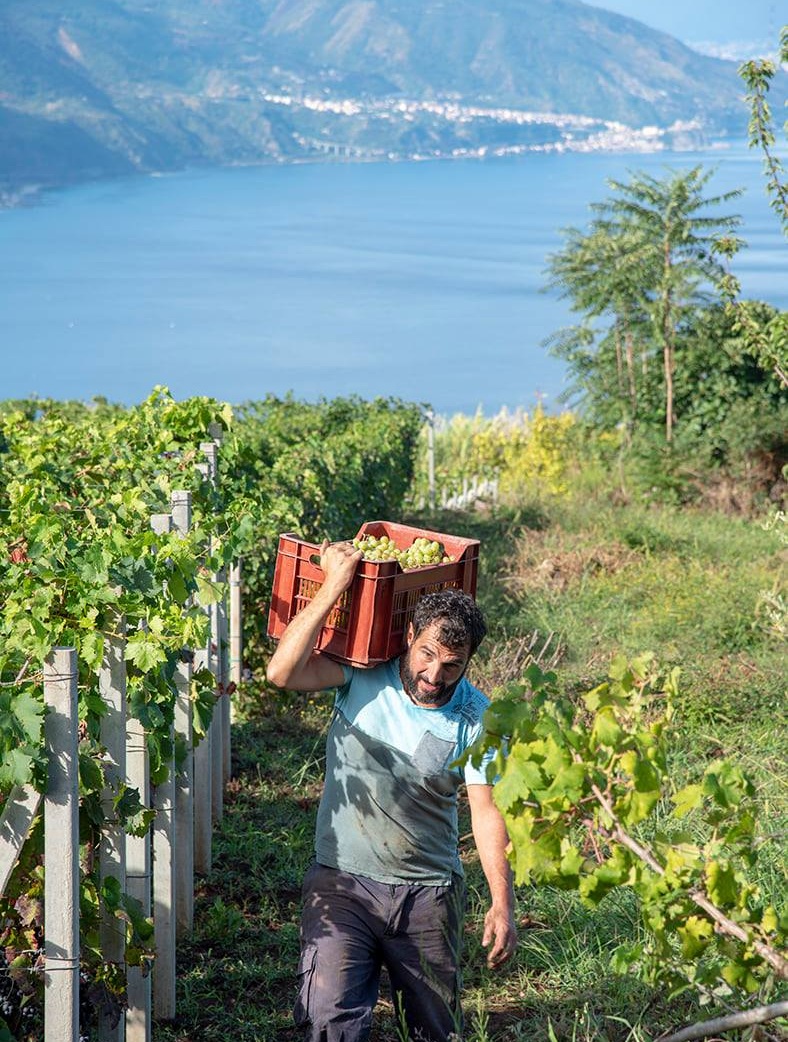 Zibibbo di Calabria 1 - Primo premio nazionale per il libro "Zibibbo di Calabria" di Saveria Sesto - 5 Zibibbo di Calabria 1 - Meraviglie di Calabria - 4