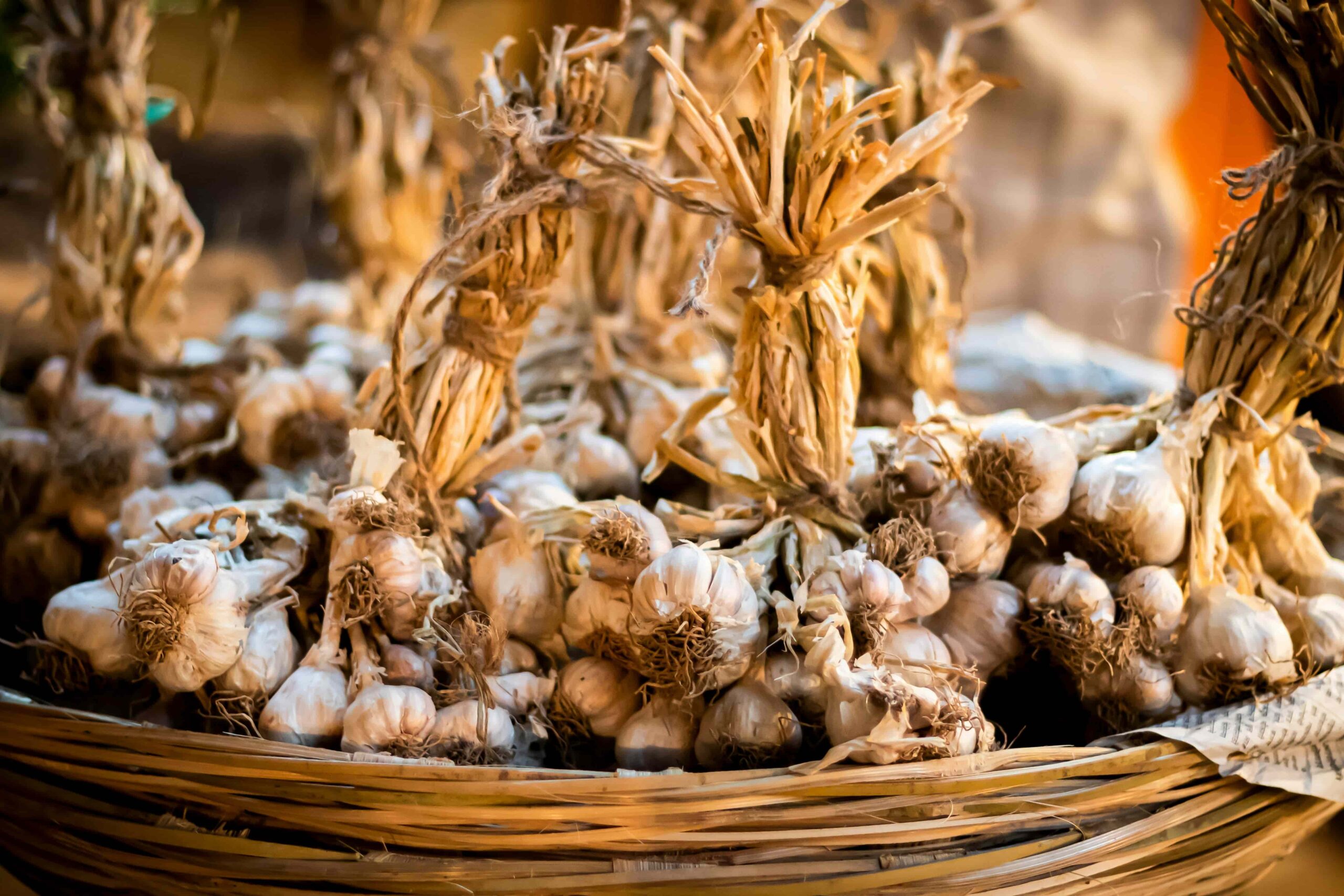 aglio scaled - Aglio di Laino Borgo, storia di biodiversità tra le eccellenze italiane - 13 aglio scaled - Meraviglie di Calabria - 12