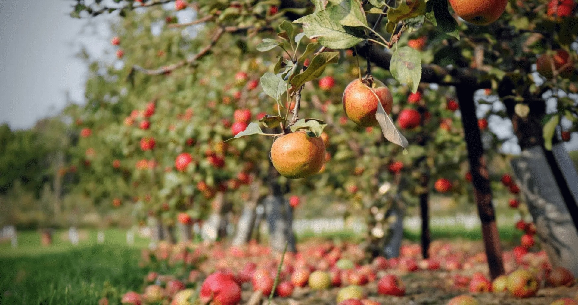 agricoltura bio - Ismea, le opportunità per i giovani che vogliono coltivare in Calabria - 15 agricoltura bio - Meraviglie di Calabria - 14