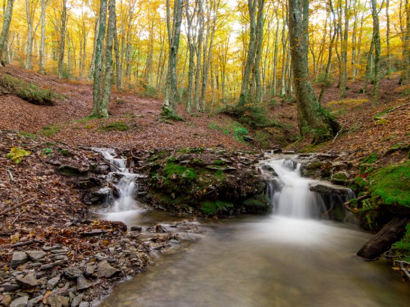 aspromonte foliage - Foliage in Calabria, l'oro d’autunno tra i boschi dei Parchi naturali - 37 aspromonte foliage - Meraviglie di Calabria - 36