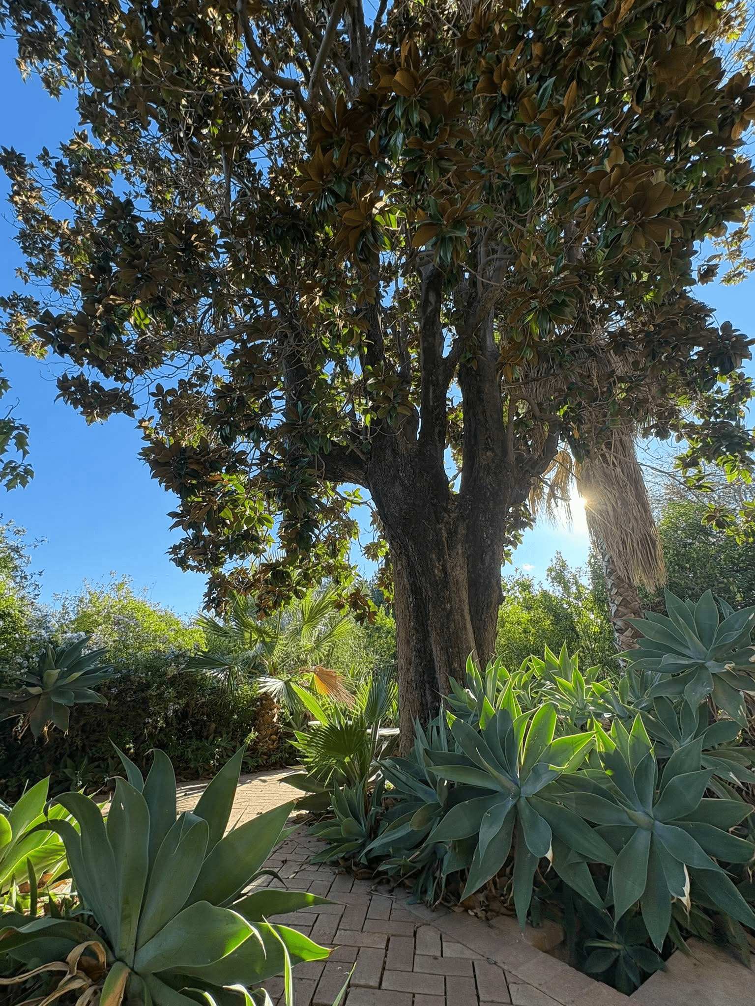 badolato villa paparo 7 - Badolato, l’autunno del FAI riscopre la bellezza dei luoghi nascosti - 19 badolato villa paparo 7 - Meraviglie di Calabria - 18