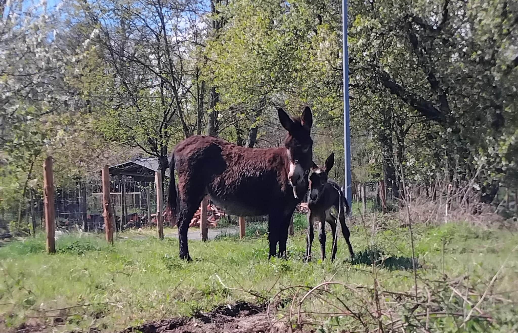 campagna allevamento Natura Carne filiera 4 - Natura Carne, in Calabria la filiera corta e sostenibile delle carni locali - 3 campagna allevamento Natura Carne filiera 4 - Meraviglie di Calabria - 2