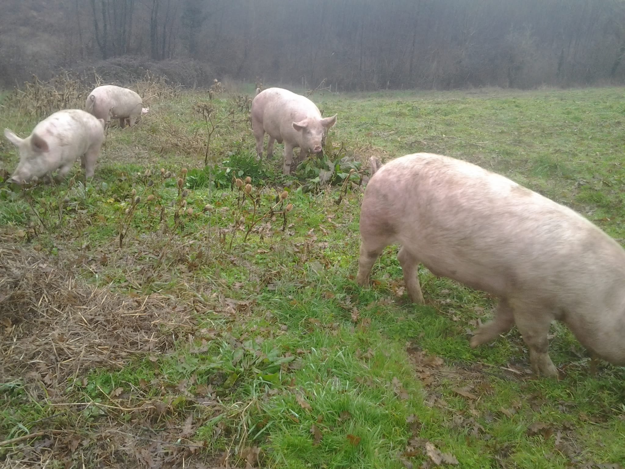 campagna allevamento Natura Carne filiera - Natura Carne, in Calabria la filiera corta e sostenibile delle carni locali - 5 campagna allevamento Natura Carne filiera - Meraviglie di Calabria - 4