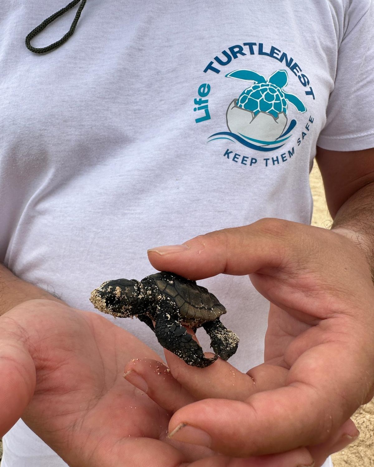 caretta caretta 3 - Caretta caretta, nuovo record con 180 nidi censiti in Calabria - 5 caretta caretta 3 - Meraviglie di Calabria - 4