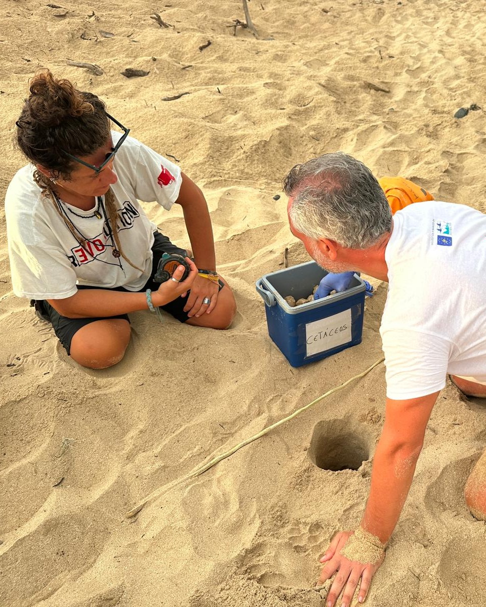 caretta caretta 4 - Caretta caretta, nuovo record con 180 nidi censiti in Calabria - 3 caretta caretta 4 - Meraviglie di Calabria - 2