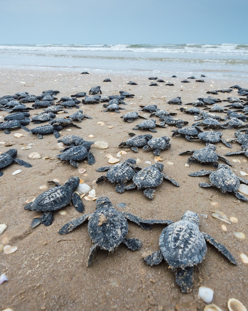 caretta caretta 6 - Caretta caretta, nuovo record con 180 nidi censiti in Calabria - 11 caretta caretta 6 - Meraviglie di Calabria - 10