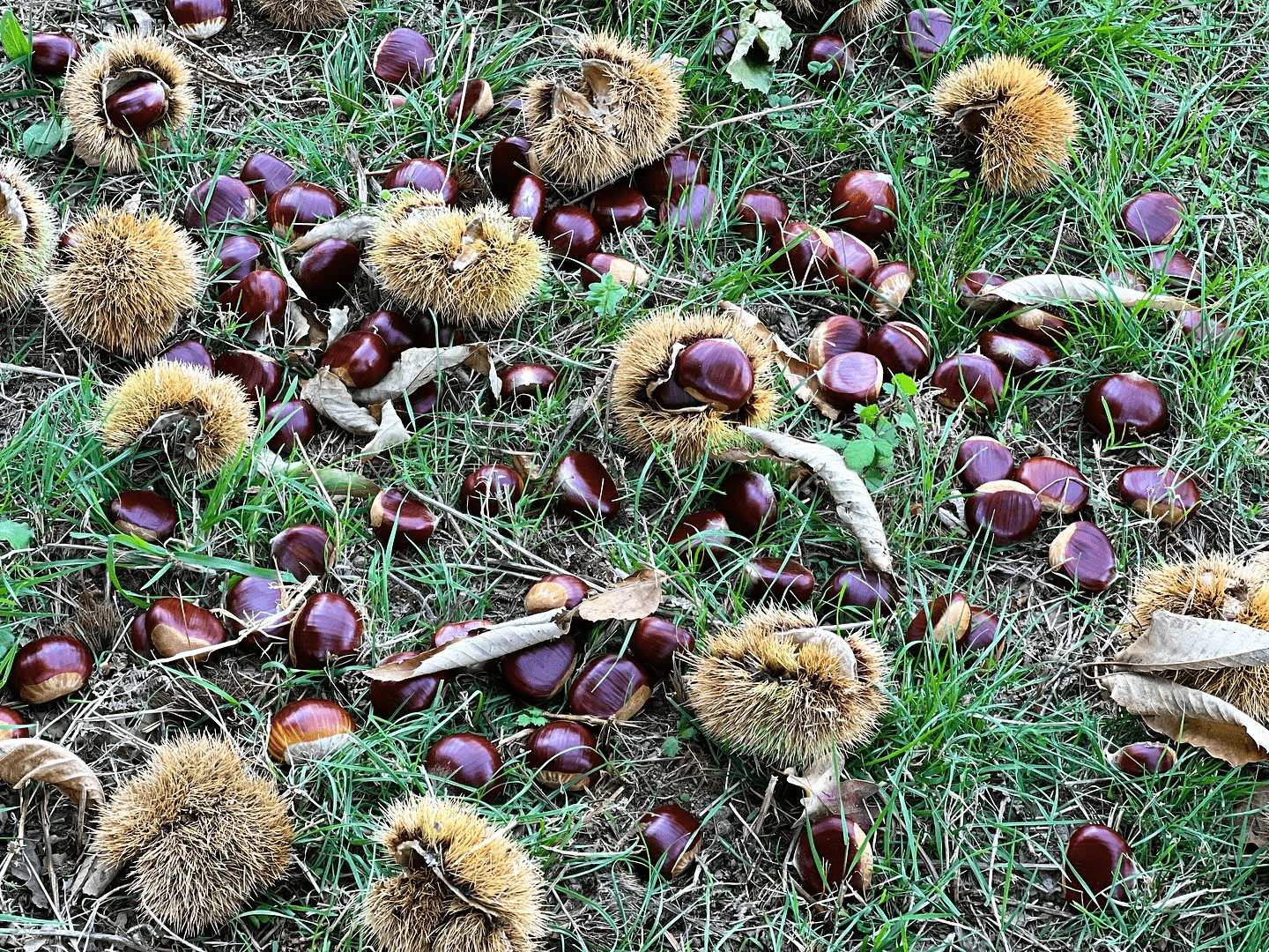 castagne 4 - Sopra l'albero, il pane. La ricchezza della castanicoltura calabrese - 17 castagne 4 - Meraviglie di Calabria - 16