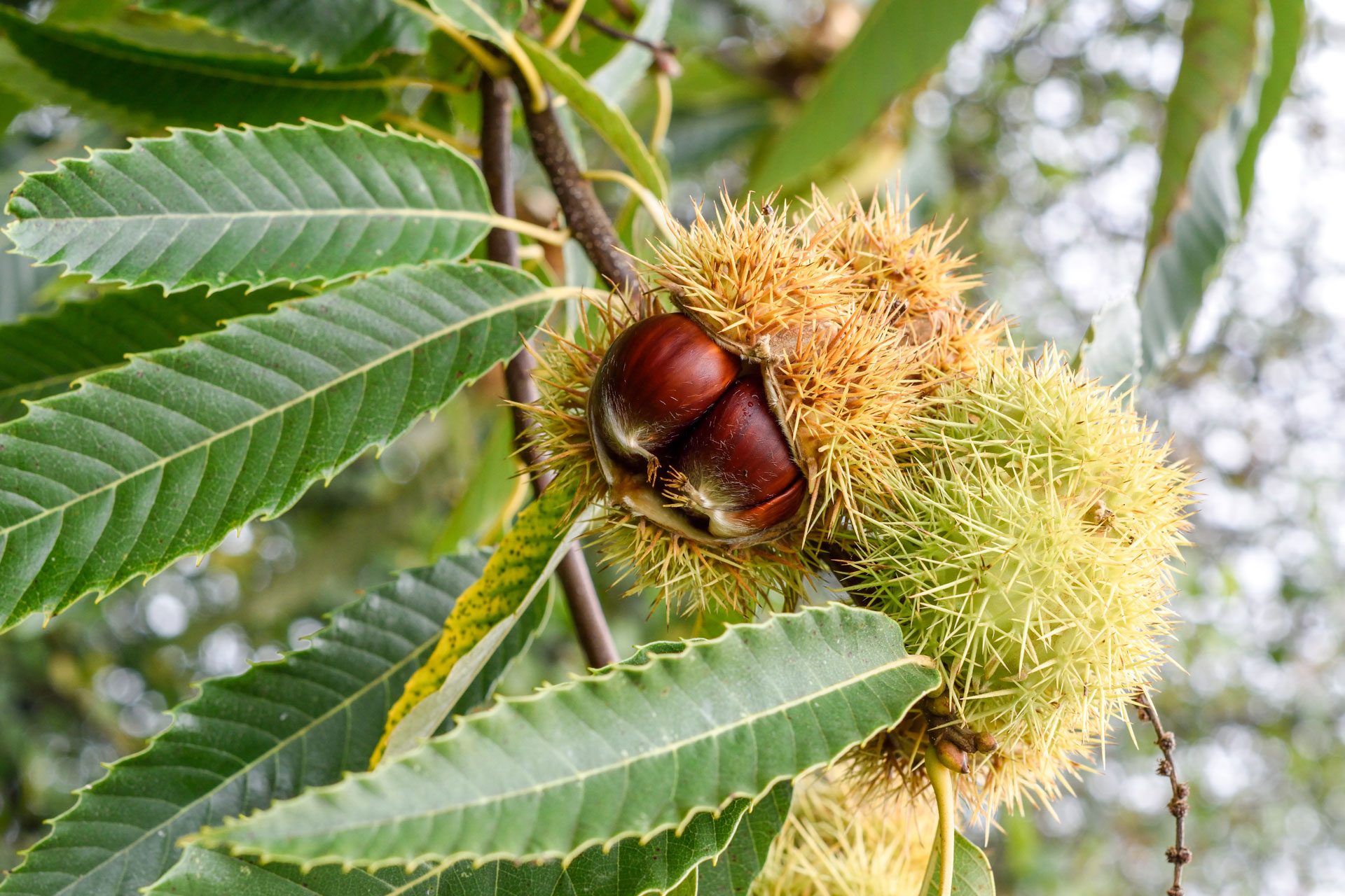 castagne - Al via Terra Madre 2026, a Torino la magnifica biodiversità calabrese - 21 castagne - Meraviglie di Calabria - 20