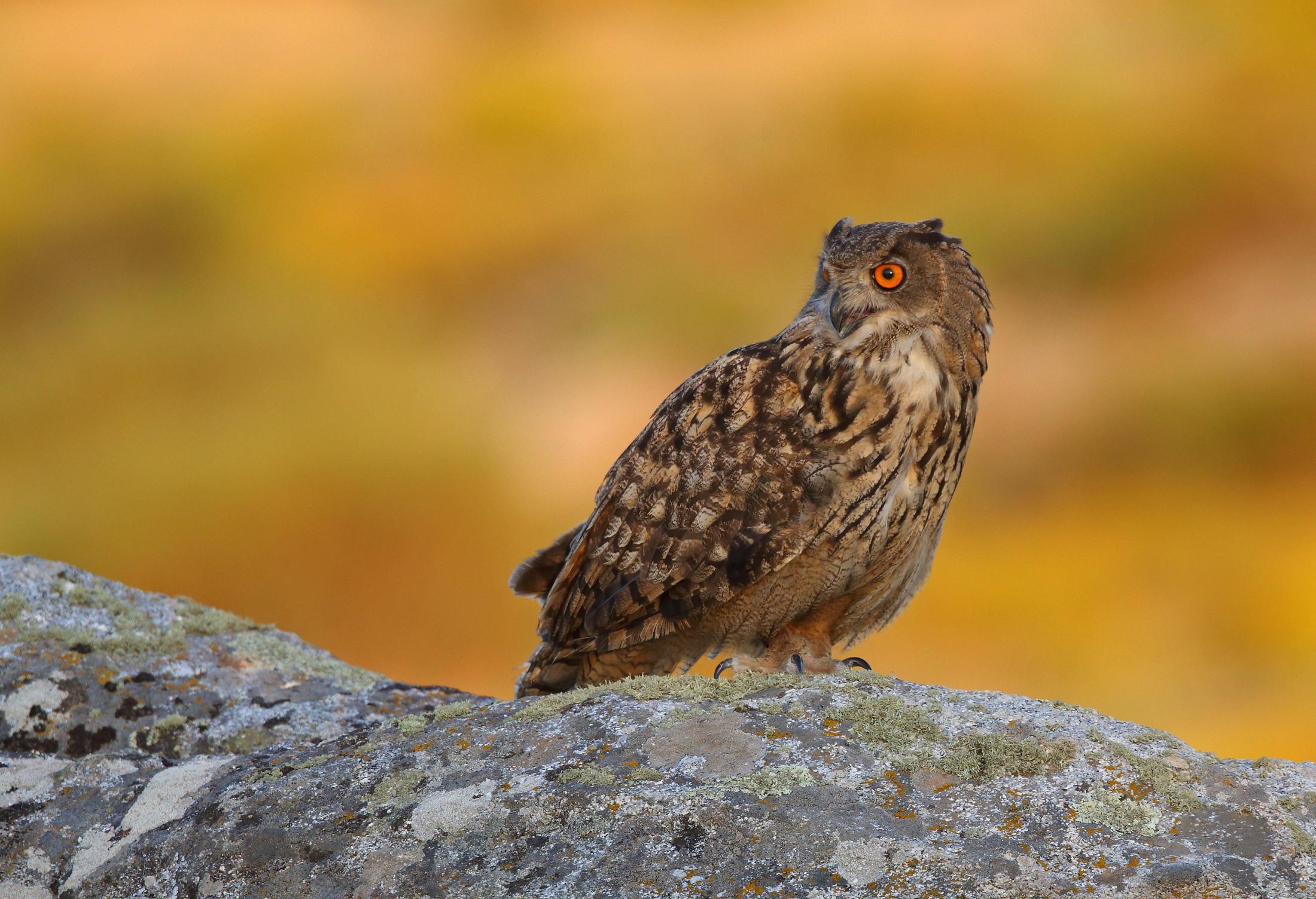 gufo reale Ph Michele Mendi - “Gli Amici Animali”, su Rai 3 la fauna del Geoparco dell'Aspromonte - 7 gufo reale Ph Michele Mendi - Meraviglie di Calabria - 6
