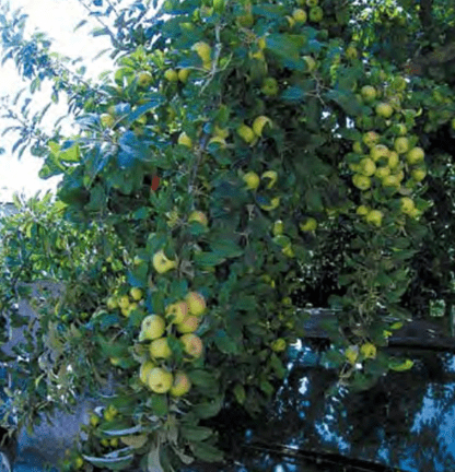 mela cuacciu - Frutti d’autunno, la ricchezza delle antiche cultivar di mele calabresi - 19 mela cuacciu - Meraviglie di Calabria - 18